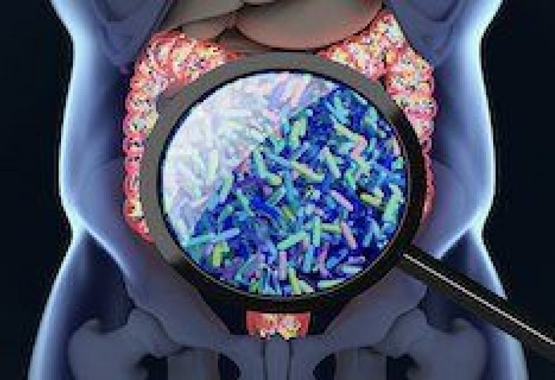 Is 171103 gut microbiome 800x600